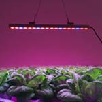 Grow Lights